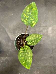 Alocasia 'Hilo Beauty’