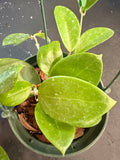 Hoya Hanhiae (hanging basket)