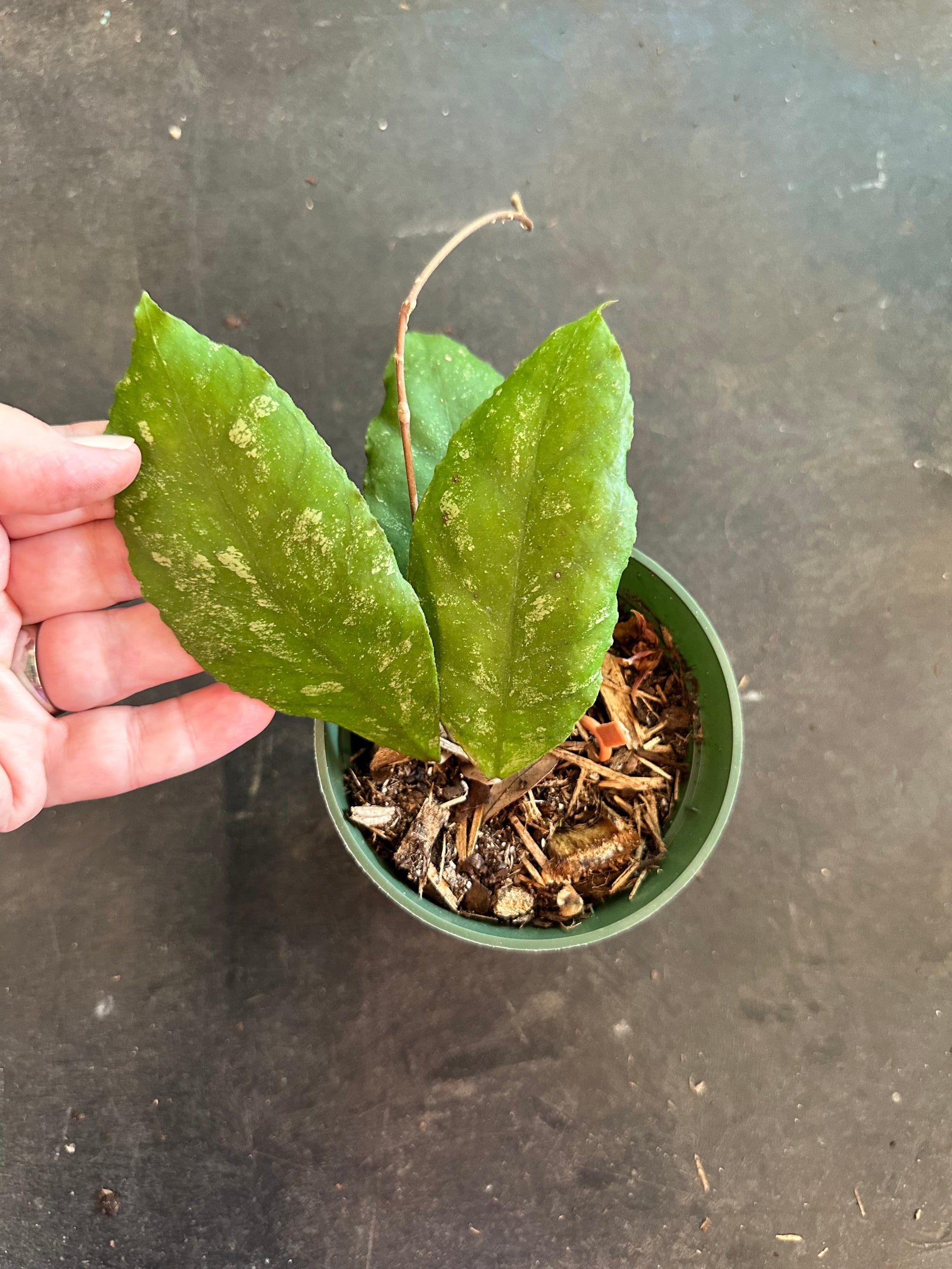 なおなおさん専用0505 ＊ホヤ ＊ Hoya ＊ peninsularis Hoya Peninsularis (SR 2009-3) – Christine's Tropical