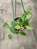 Hoya Carnosa ‘Chelsea’ hanging basket