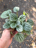 Peperomia Frost