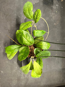 Hoya RB Dick (EPC 196) hanging basket