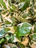 Pearls n Jade Epipremnum (Pearls n Jade pothos)
