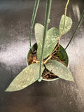 Hoya Flagellata