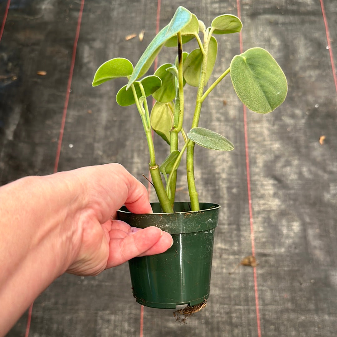 fuzzy indoor plant Peperomia Incana 'Fuzzy' – Christine's Tropical & Exotic Plants