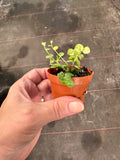 Peperomia Prostrata aka String of Turtles