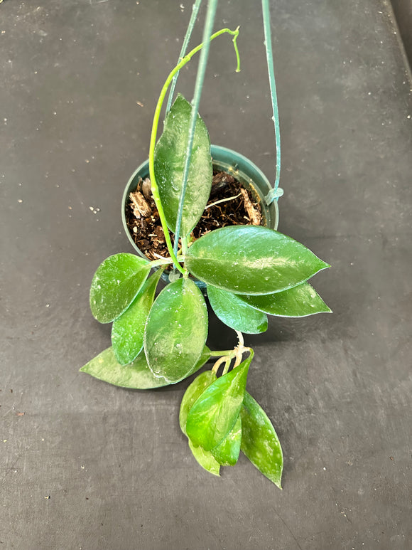 Hoya Diversifolia 5” hanging basket