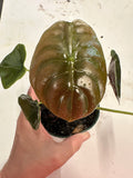 Alocasia  cuprea “Red Secret”.