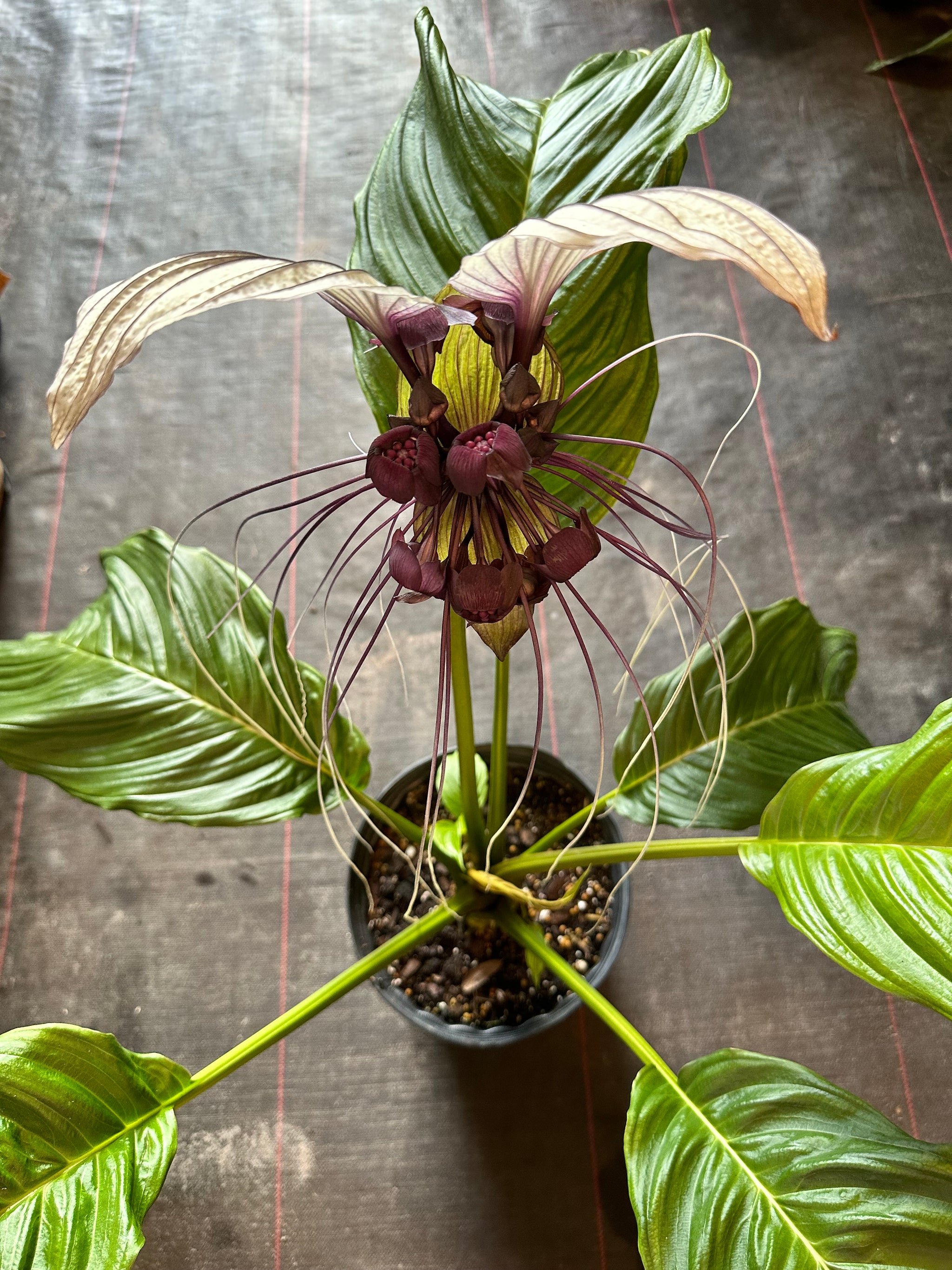 Tacca Integrifolia 'White Bat Plant' – Christine's Tropical & Exotic Plants