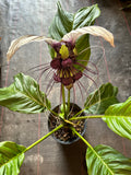 Tacca Integrifolia ‘White Bat Plant’