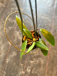 Hoya Ilagiorum (Hanging Basket)