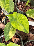 Alocasia Gageana Aurea Variegated