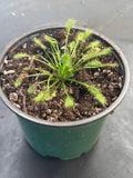 Spathulata Intermedia aka Rosy Sundew