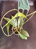 Hoya Estrella sp. Waterfalls (IML 1256) hanging basket