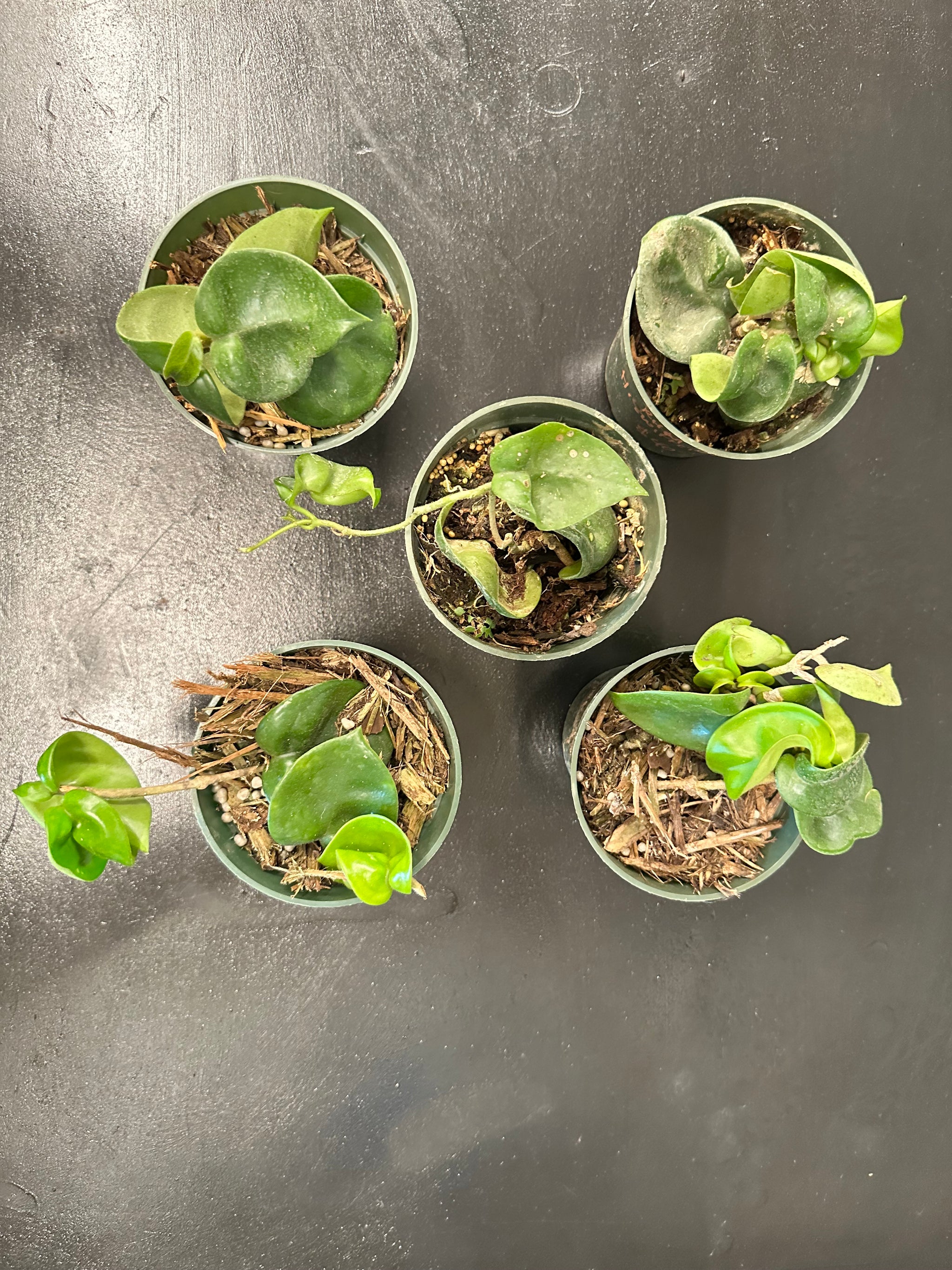 F4E650F3-B654-419D-BCBE-