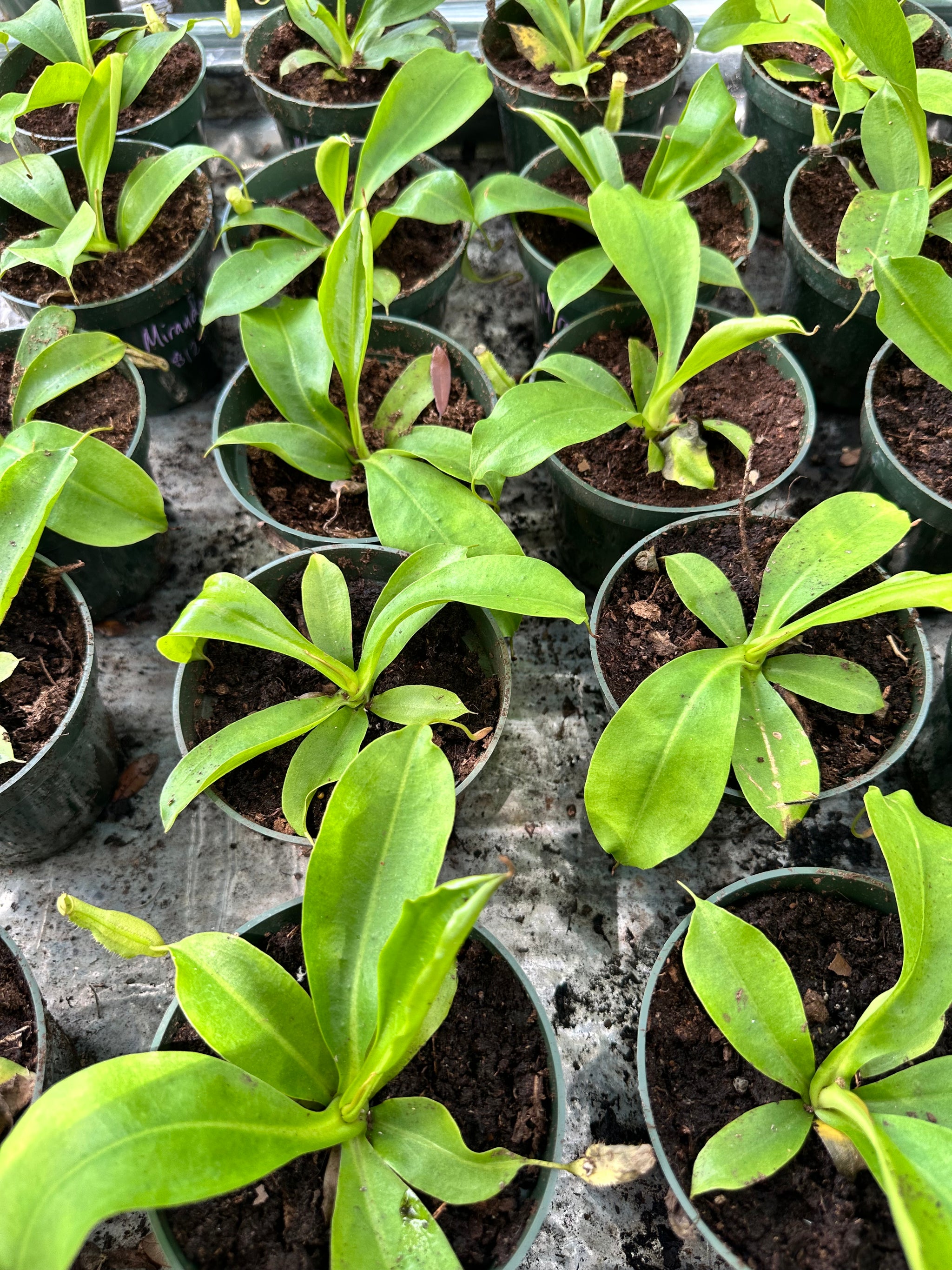 Nepenthes Miranda aka Carnivorous Pitcher Plant – Christine's