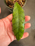 Hoya Callistophylla