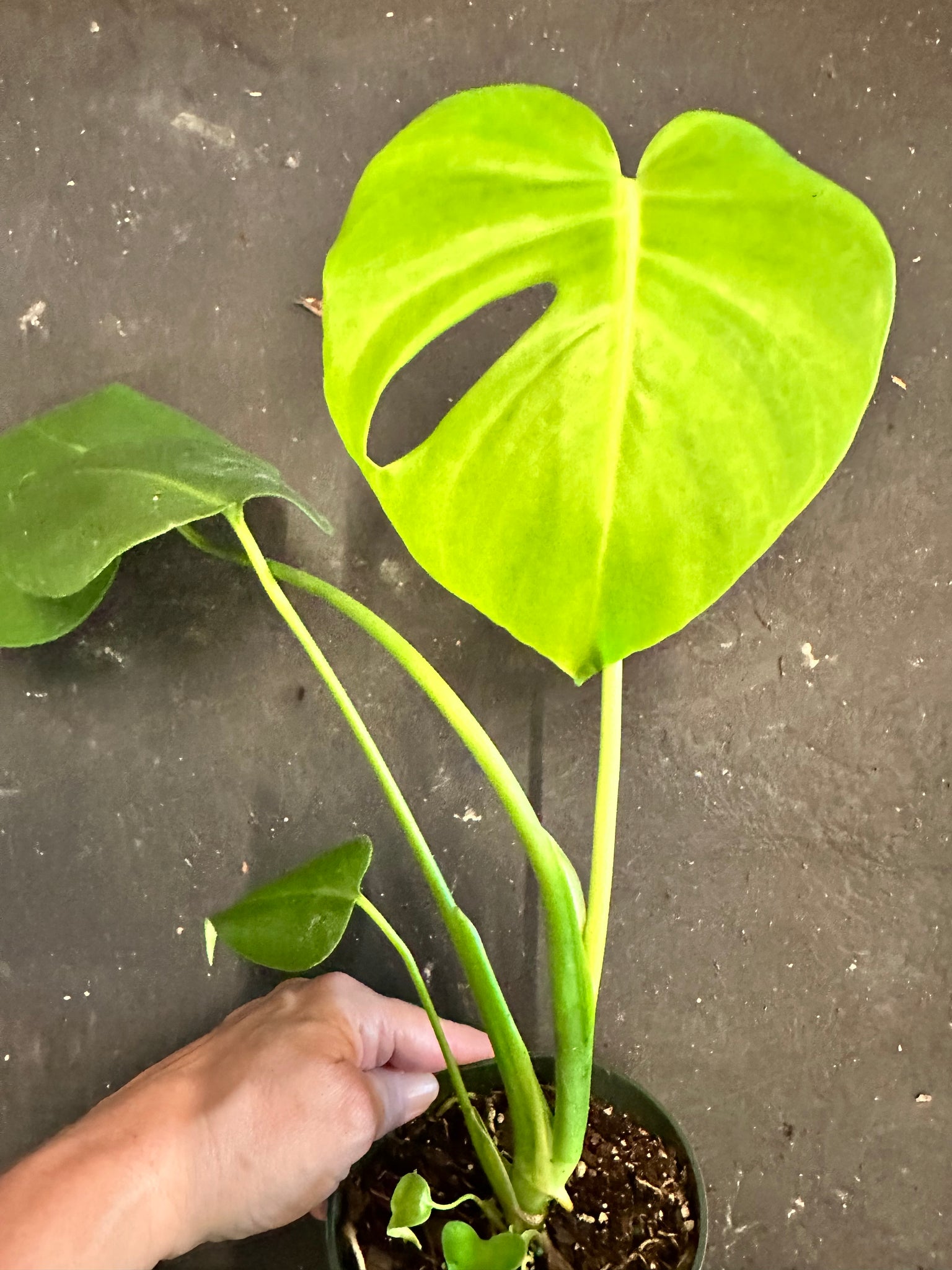 delicioso monstera Monstera Deliciosa – Christine's Tropical & Exotic Plants
