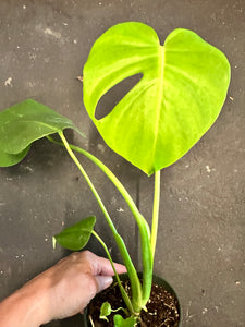 Monstera Deliciosa