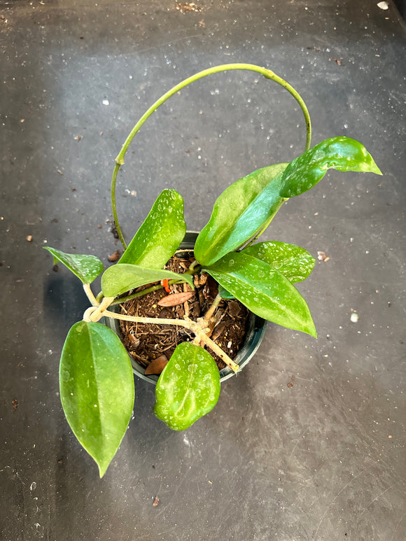 Hoya Arnottiana