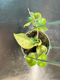 Hoya RHM 022 “Swiffers Tail” hanging basket