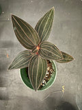 Ludisia Discolor AKA Red Jewel Orchid