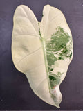 Alocasia Variegated Frydek