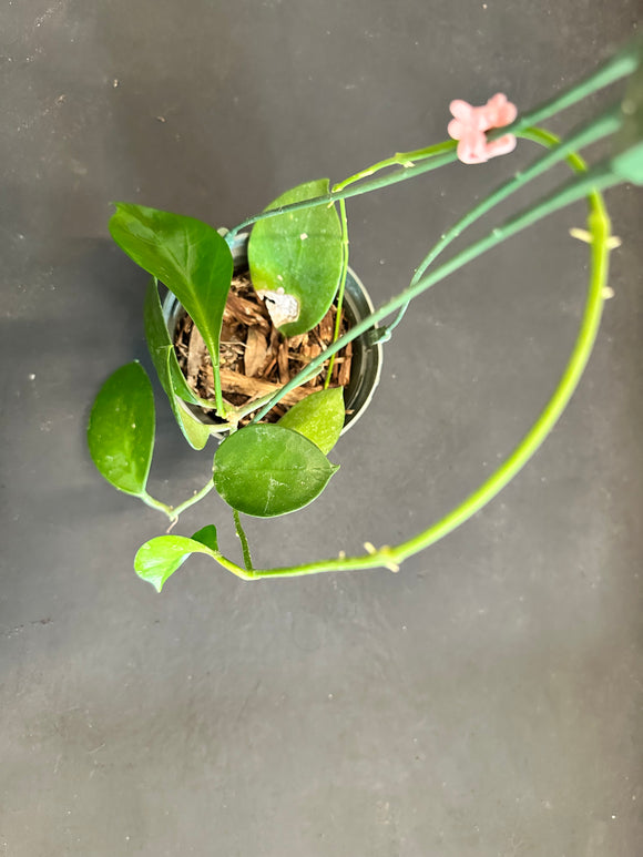 Hoya Bicknellii in a 5” Hanging Basket