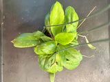 Hoya Incrassata (Hanging Basket)