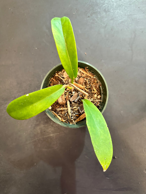 Hoya Black Dragon pubicorrolla