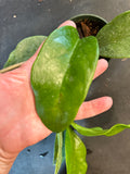 Hoya Monetteae