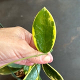 Hoya Verticillata/Parasitica ‘white margins’ (hanging basket)