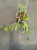 Hoya Tsangii (formerly odetteae) 4”Hanging Basket