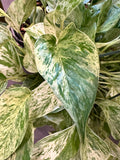 Snow Queen Pothos in 8” hanging basket