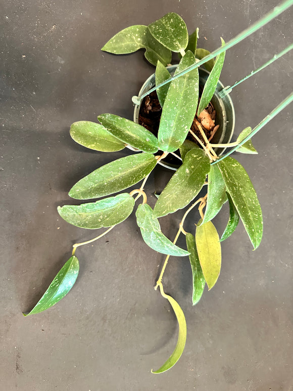 Hoya EPC 376 sp. LP 4 in a 5” Hanging Basket