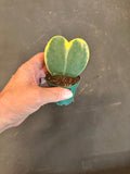 Hoya Kerrii Heart in“variegated margin" AKA albo marginata