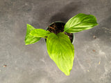 Tacca Integrifolia ‘White Bat Plant’