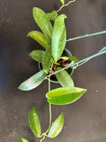 Hoya ‘Black Dragon’ pubicorolla in a hanging basket