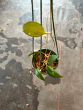 Hoya Revoluta in a Hanging Basket