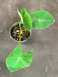 Colocasia Esculenta ‘Coal Miner’