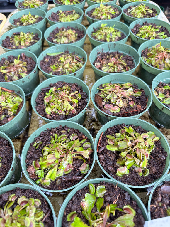 Dionaea Muscipula ‘Red Pirahna’ aka Red Venus Fly Trap