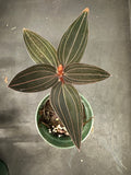 Ludisia Discolor AKA Red Jewel Orchid