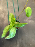 Hoya Polystacha (hanging basket)