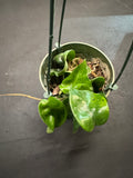 Hoya “Swiffers Tail” RHM 022 hanging basket 2
