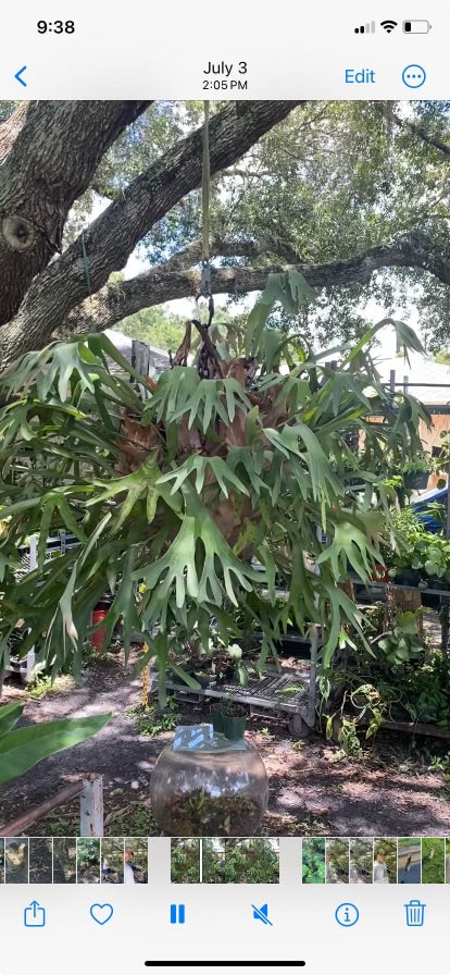 staghorn plants Platycerium 'Bifurcatum' aka Staghorn or Elkhorn Fern – Christine's  Tropical & Exotic Plants
