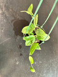 Hoya Fitchii (Hanging Basket)