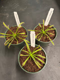 Drosera Capensis aka Sundew
