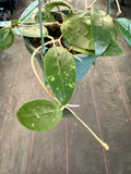 Hoya EPC 301 (black leaf) hanging basket