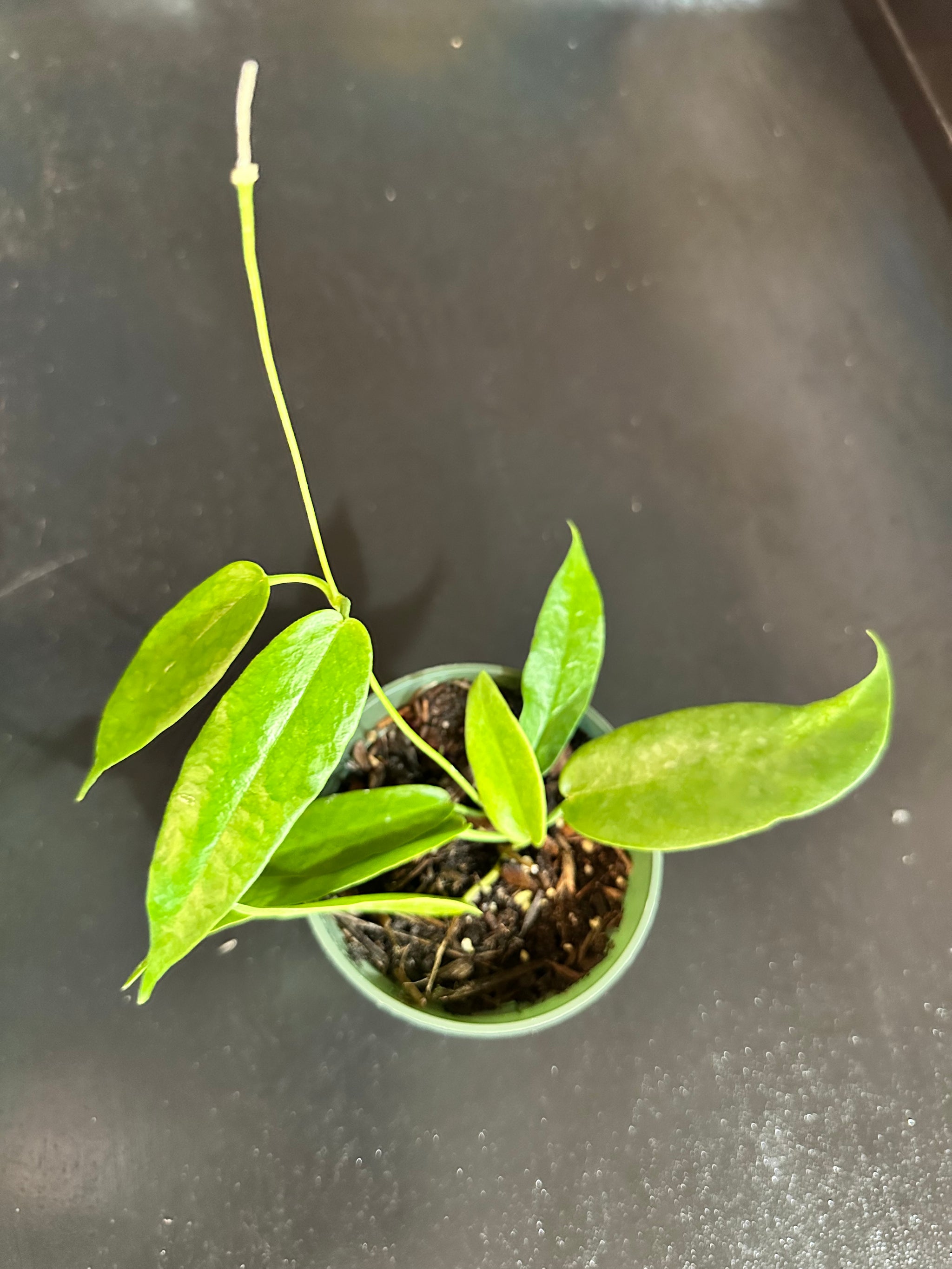 Hoya Archboldiana – Christine's Tropical & Exotic Plants