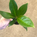 Anthurium Cobra
